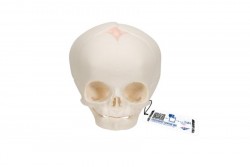 Model czaszki płodu, odlew naturalny, 30 tydzień ciąży - 3B Smart Anatomy - 1000057 [A25]